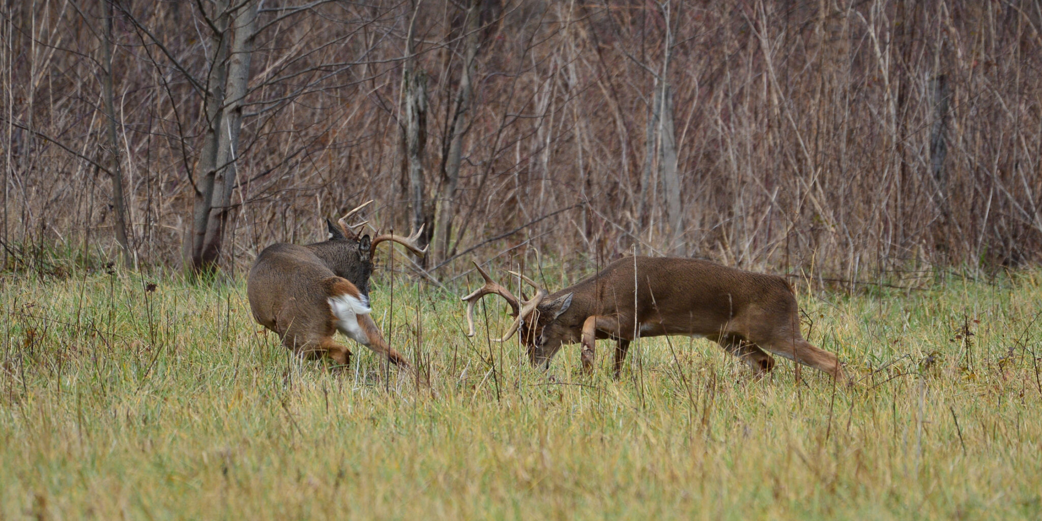 Characteristics Of Whitetail Deer Antlers Mossy Oak Gamekeeper