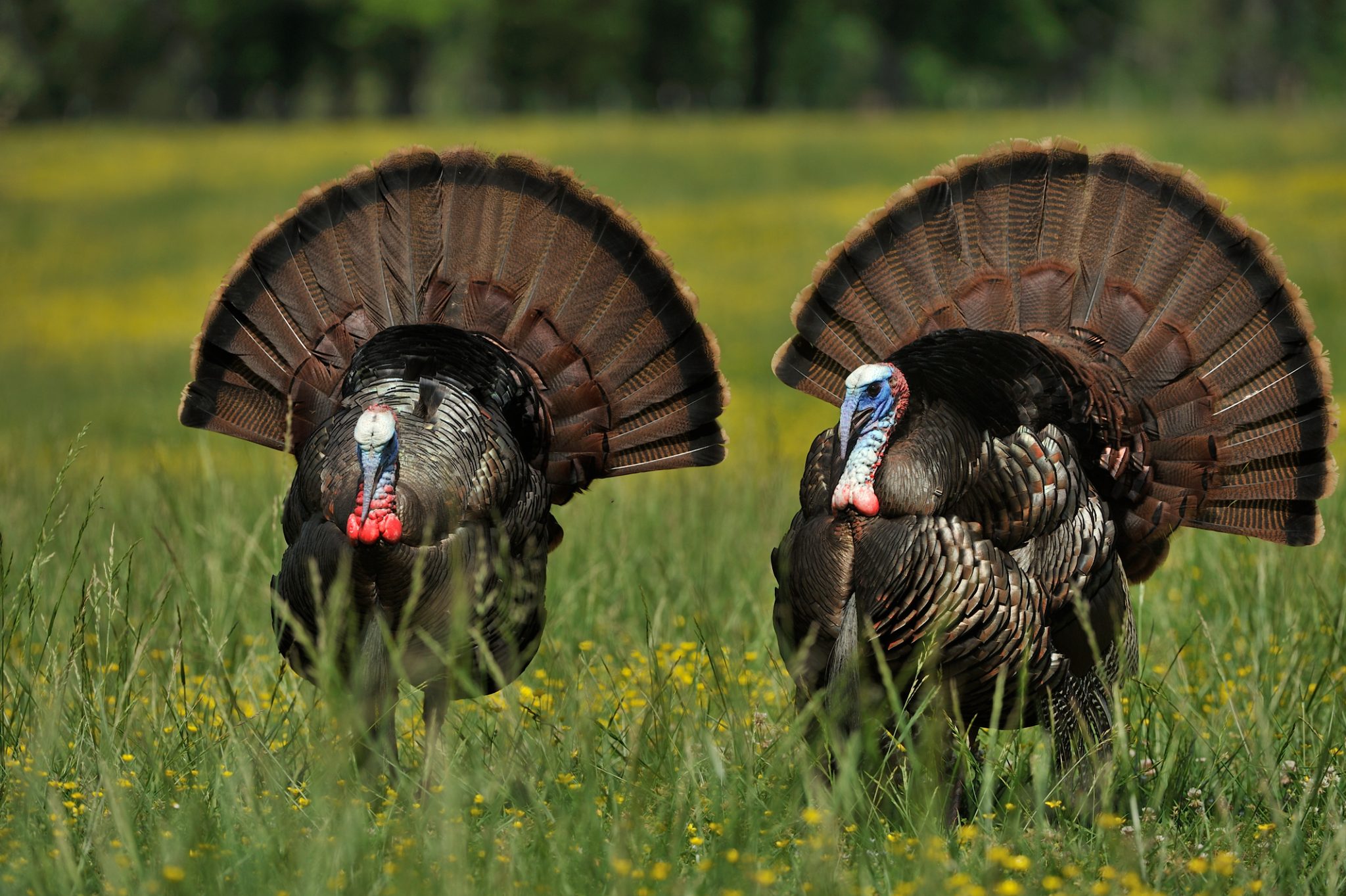 Wild Turkey Feathers Understanding Form Function Maintenance