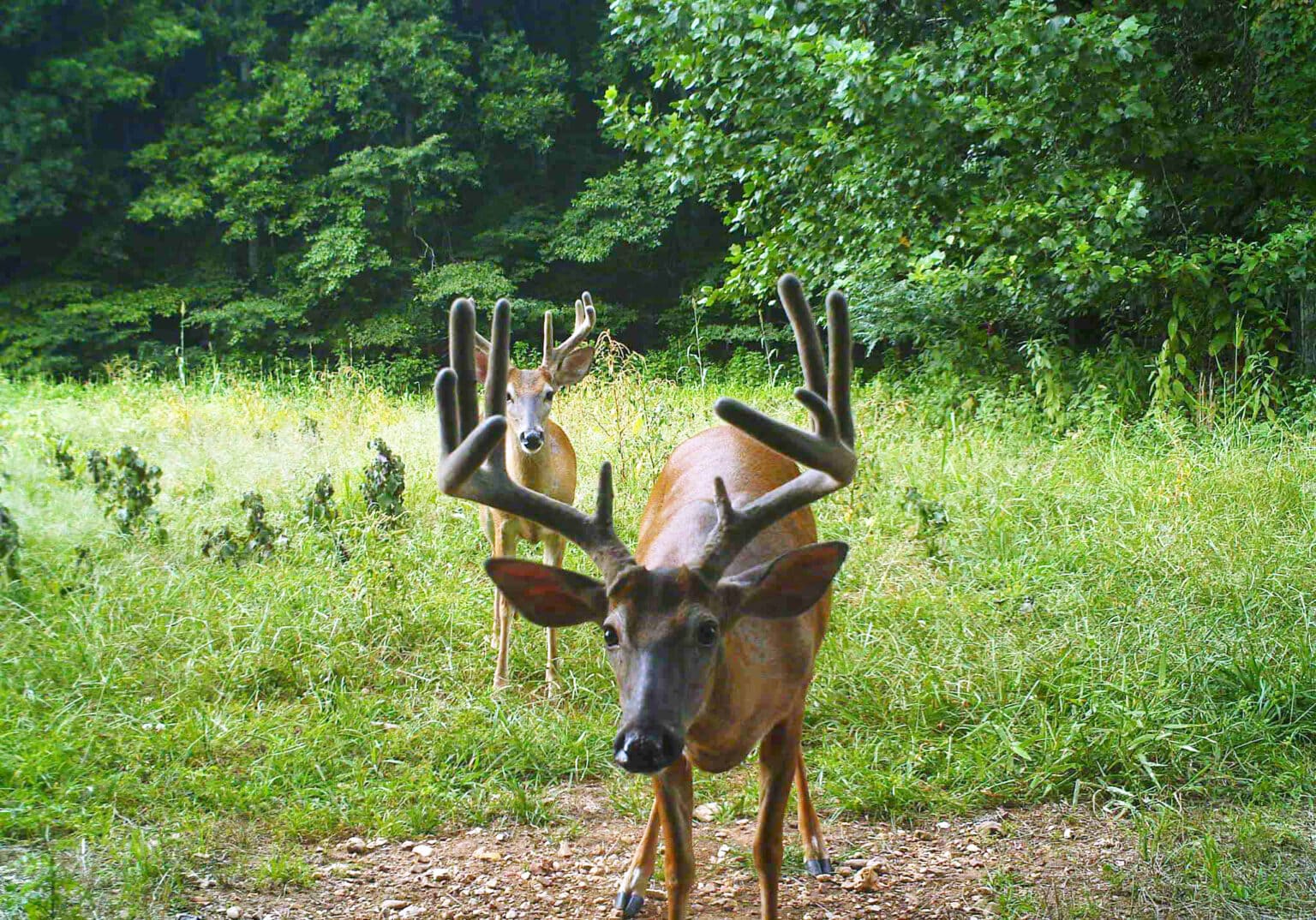 Supplemental Feeding Deer What Are The Advantages? Mossy Oak Gamekeeper