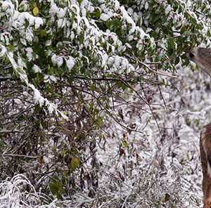 7 Tips to Improve Deer Browse