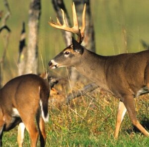 Understanding Early Season Whitetail Social Groups