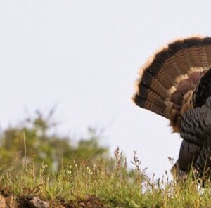 When To Call For Turkeys: Making Gobblers Respond