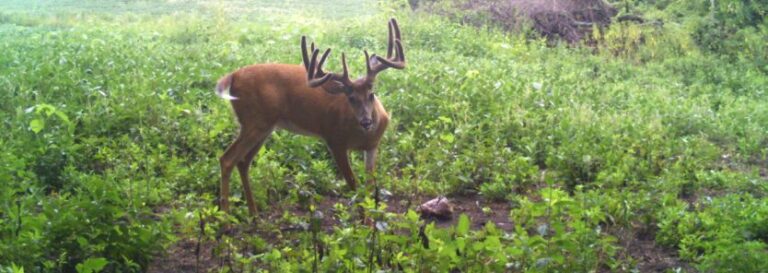 best-mineral-for-antler-growth-mossy-oak-gamekeeper