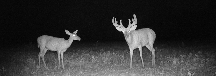 Buck To Doe Ratio How To Calculate Mossy Oak Gamekeeper