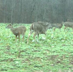 3 Reasons Why Managing Your Deer Herd Creates Better Hunting Opportunities