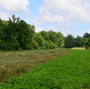 Timing is everything. When should you be planting your food plots?