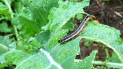 Army Worm Life Cycle | Mossy Oak Gamekeeper