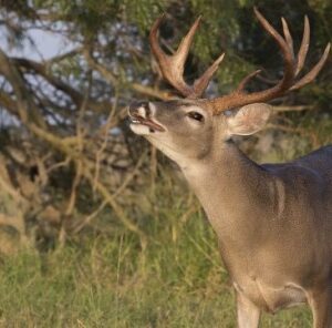 7 Steps to “Scent-Free” Hunting
