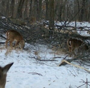 Easiest way to create more food & cover for Whitetails