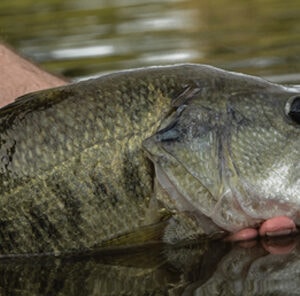 Managing A Bass Pond For More Fish