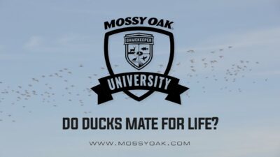 Do Ducks Mate for Life?