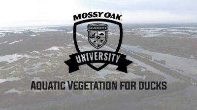 Aquatic Vegetation for Ducks