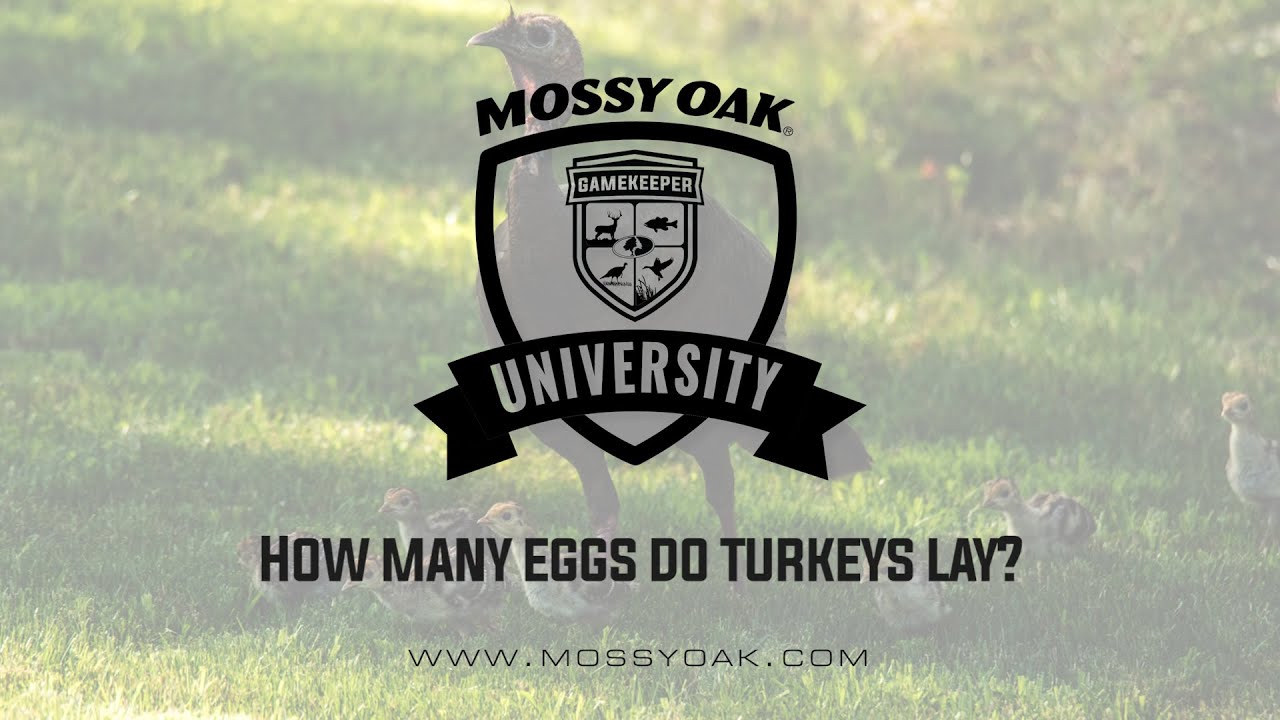 How many eggs do turkeys lay? Mossy Oak Gamekeeper
