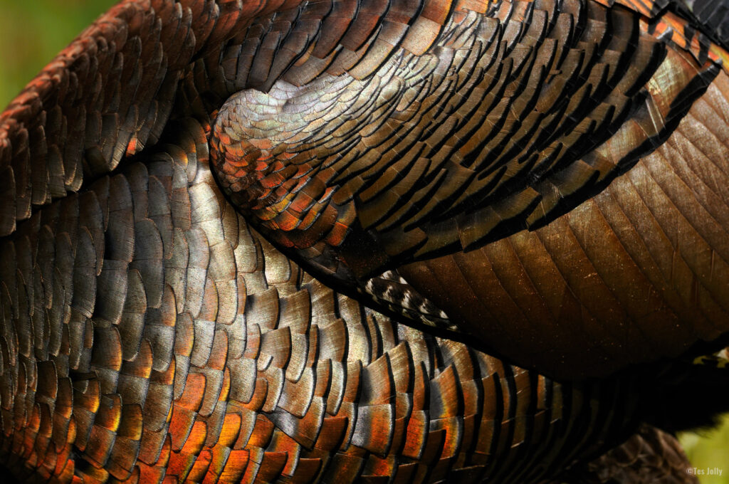 wild turkey feather facts