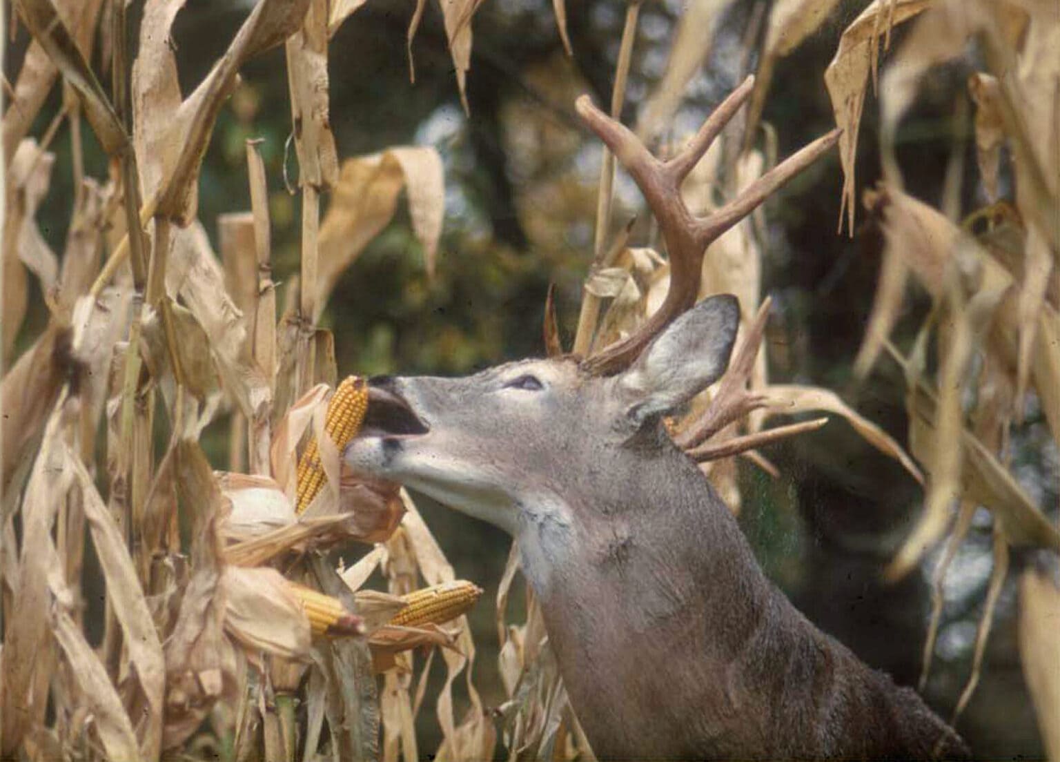 broadcasting-corn-in-your-food-plot-mossy-oak-gamekeeper