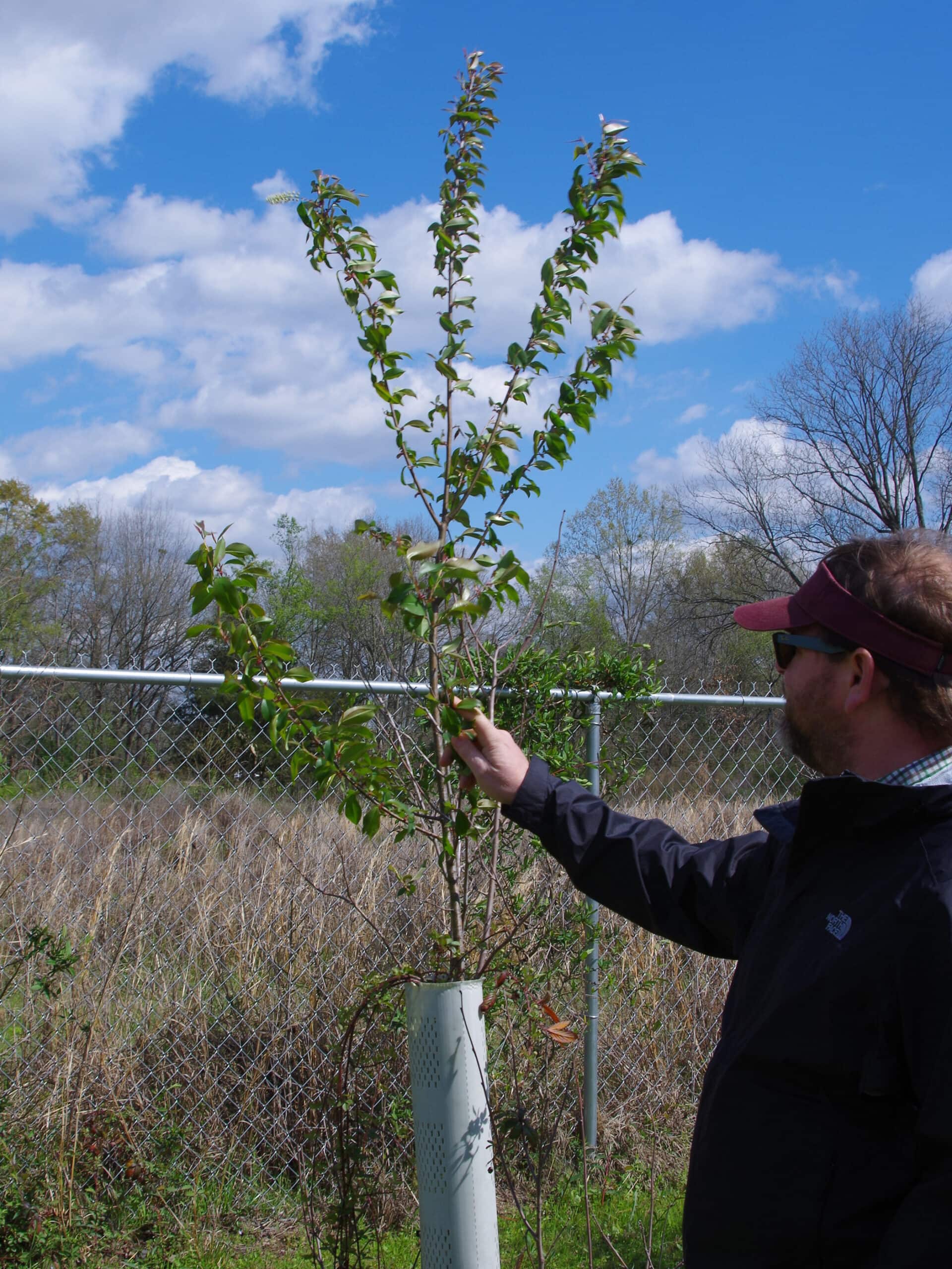 The Best Trees For Wildlife Mossy Oak Gamekeeper