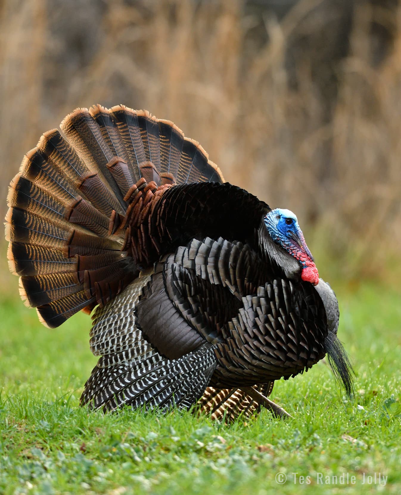 Breaking Down Wild Turkey Displays - Why Turkeys Strut | Mossy Oak ...