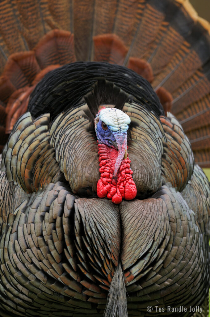 close up turkey strut
