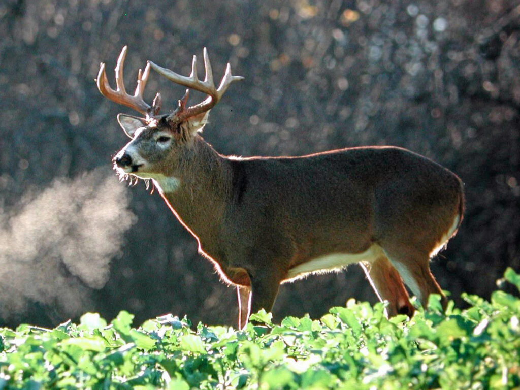 buck-in-brassicas