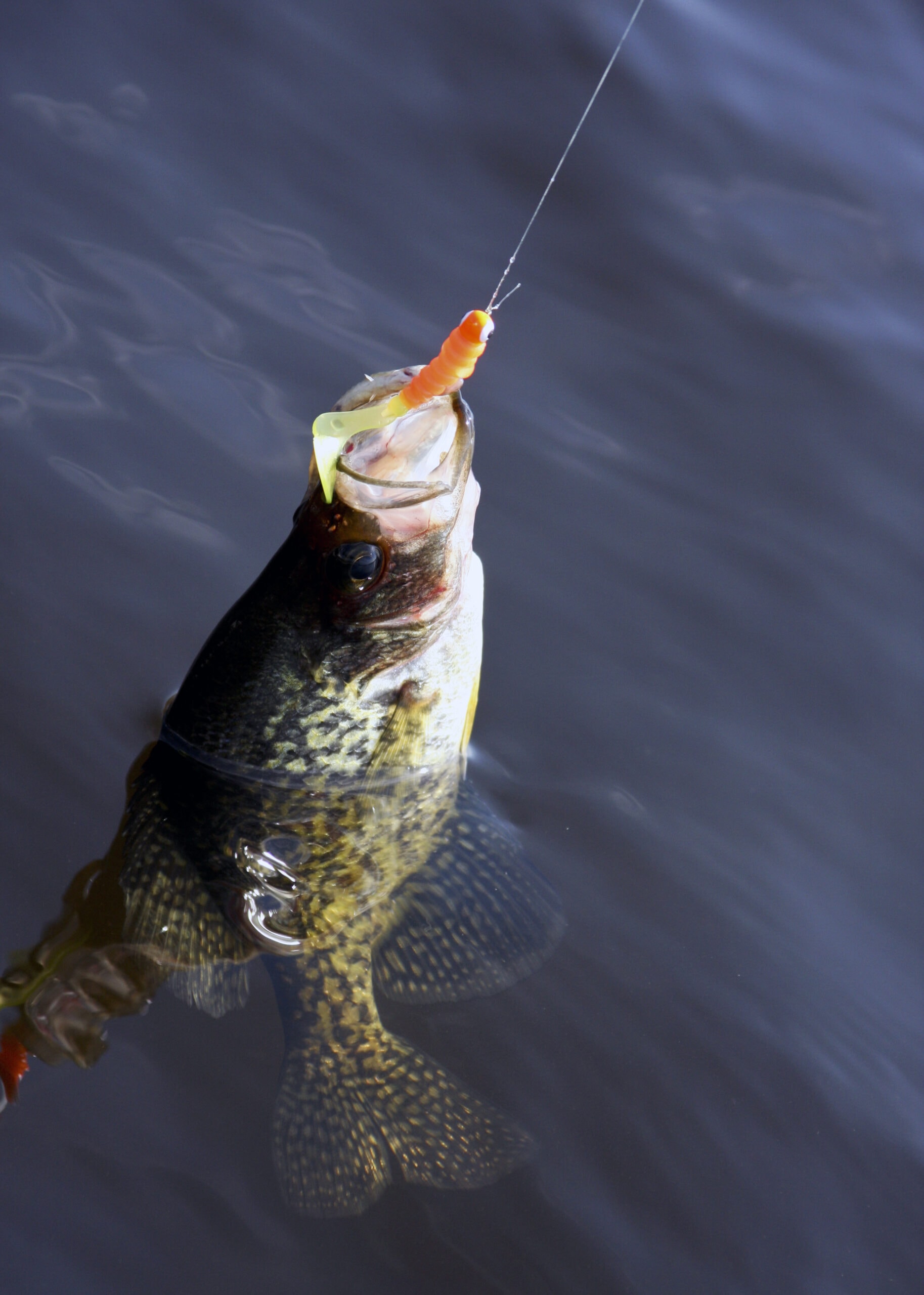 planer-boards-for-crappie-mossy-oak-gamekeeper