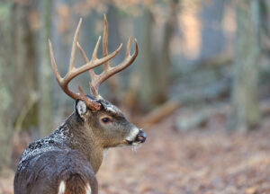 mature-buck