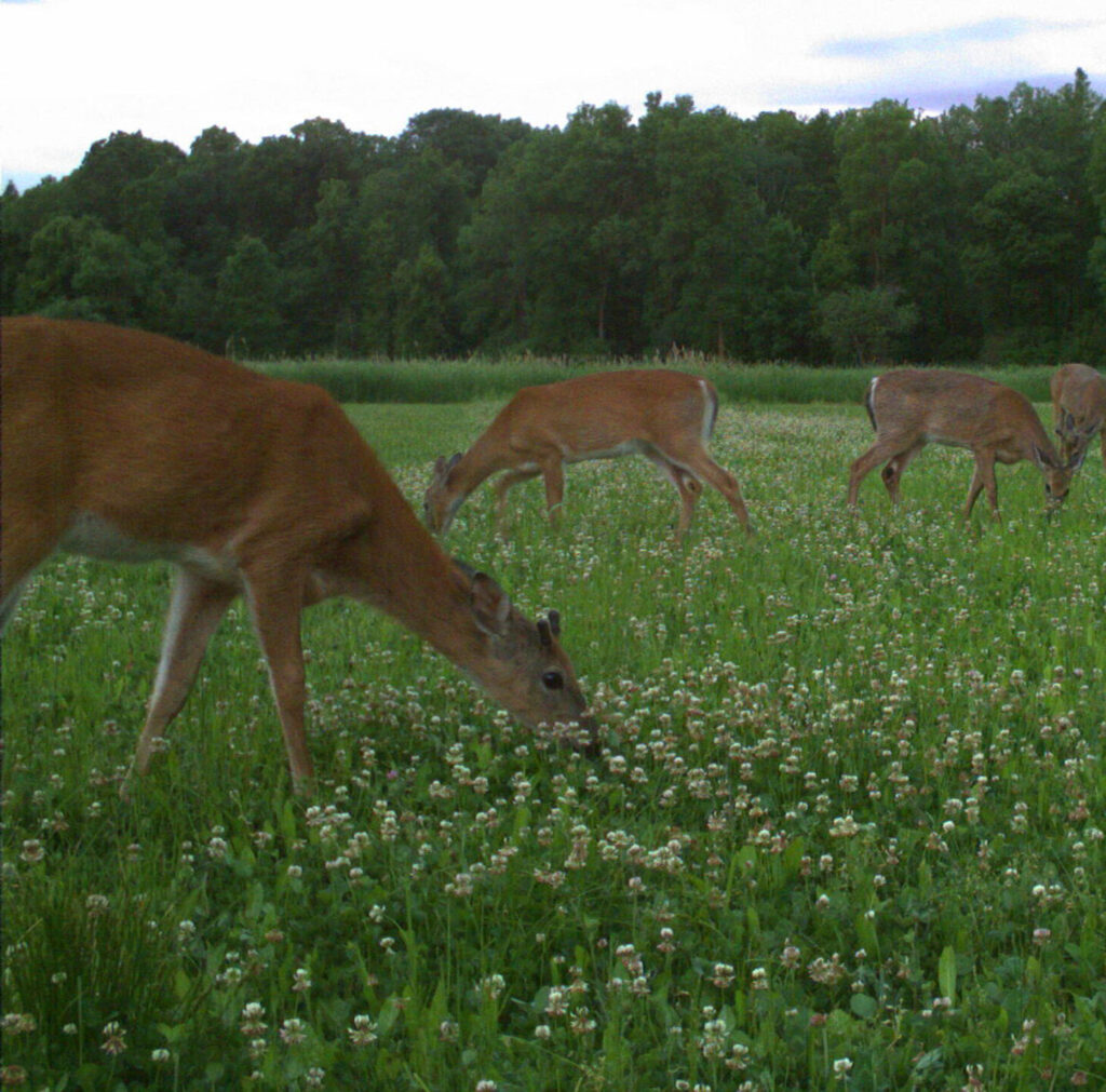 Minerals for Antler Growth The Fascination with Growing Whitetail