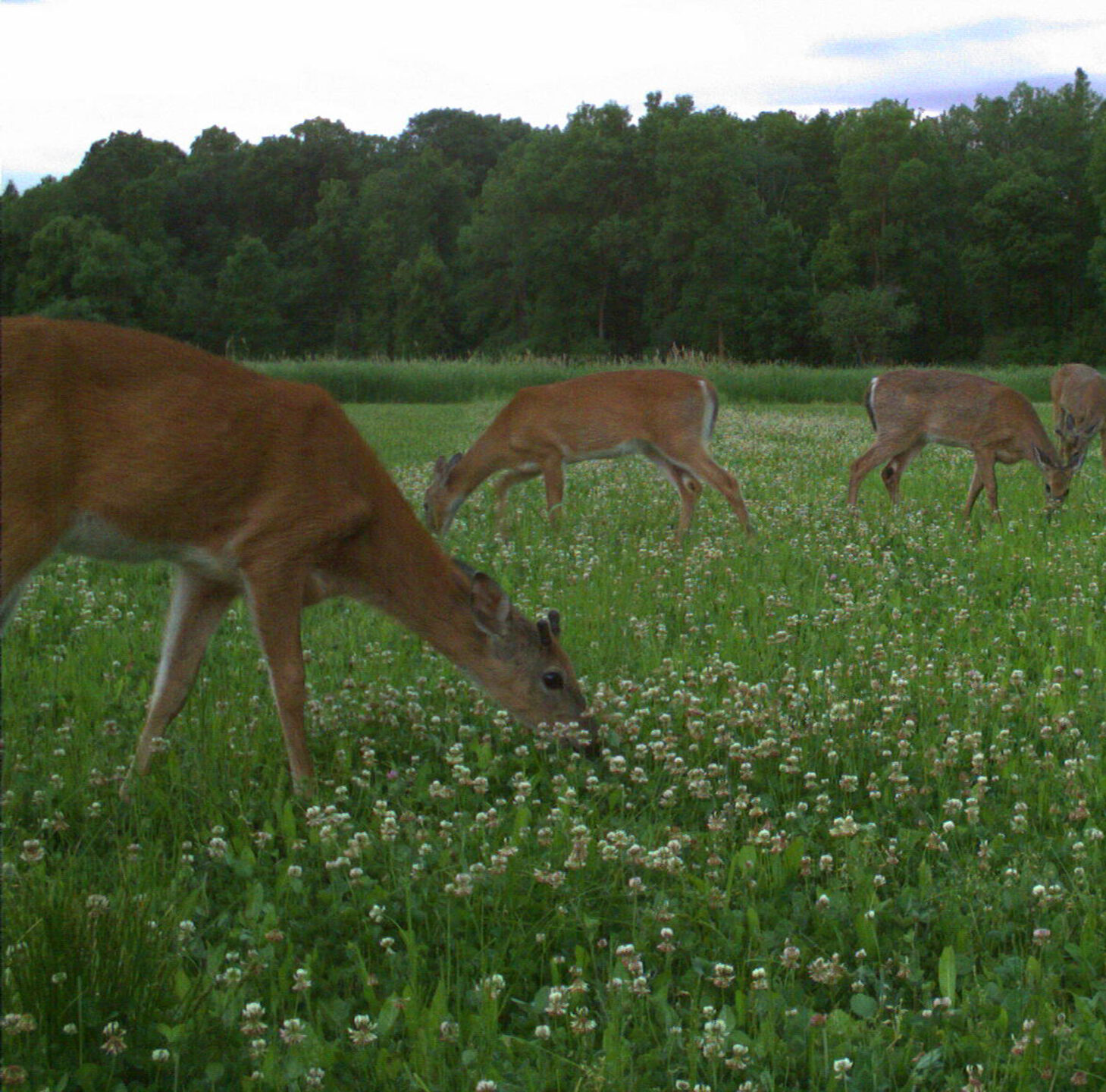Minerals for Antler Growth The Fascination with Growing Whitetail