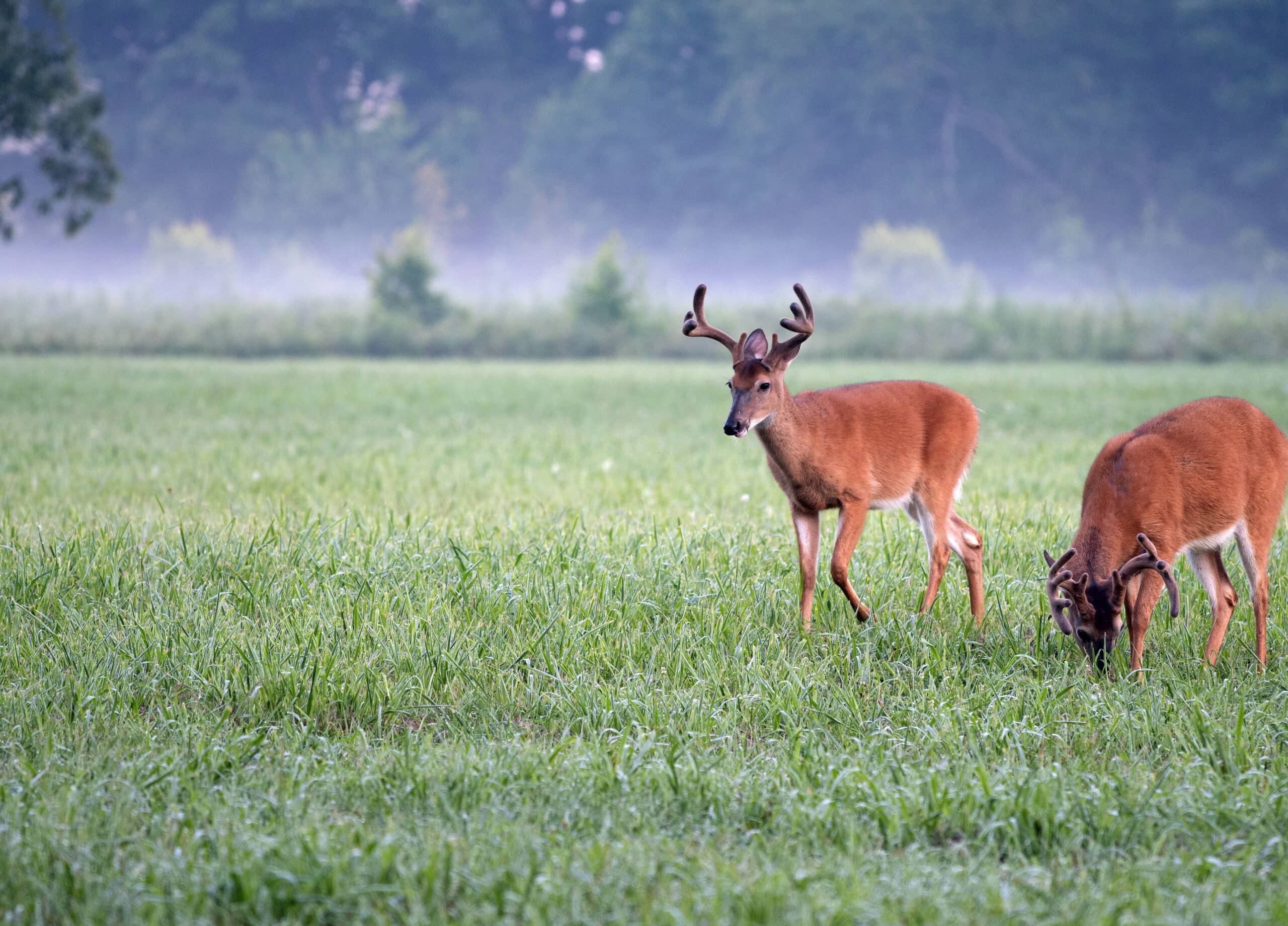 Minerals for Antler Growth The Fascination with Growing Whitetail