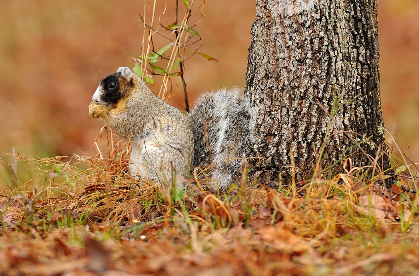 species-profile-fox-squirrel-mossy-oak-gamekeeper