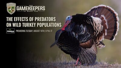 The Effects of Predators on Wild Turkey Populations