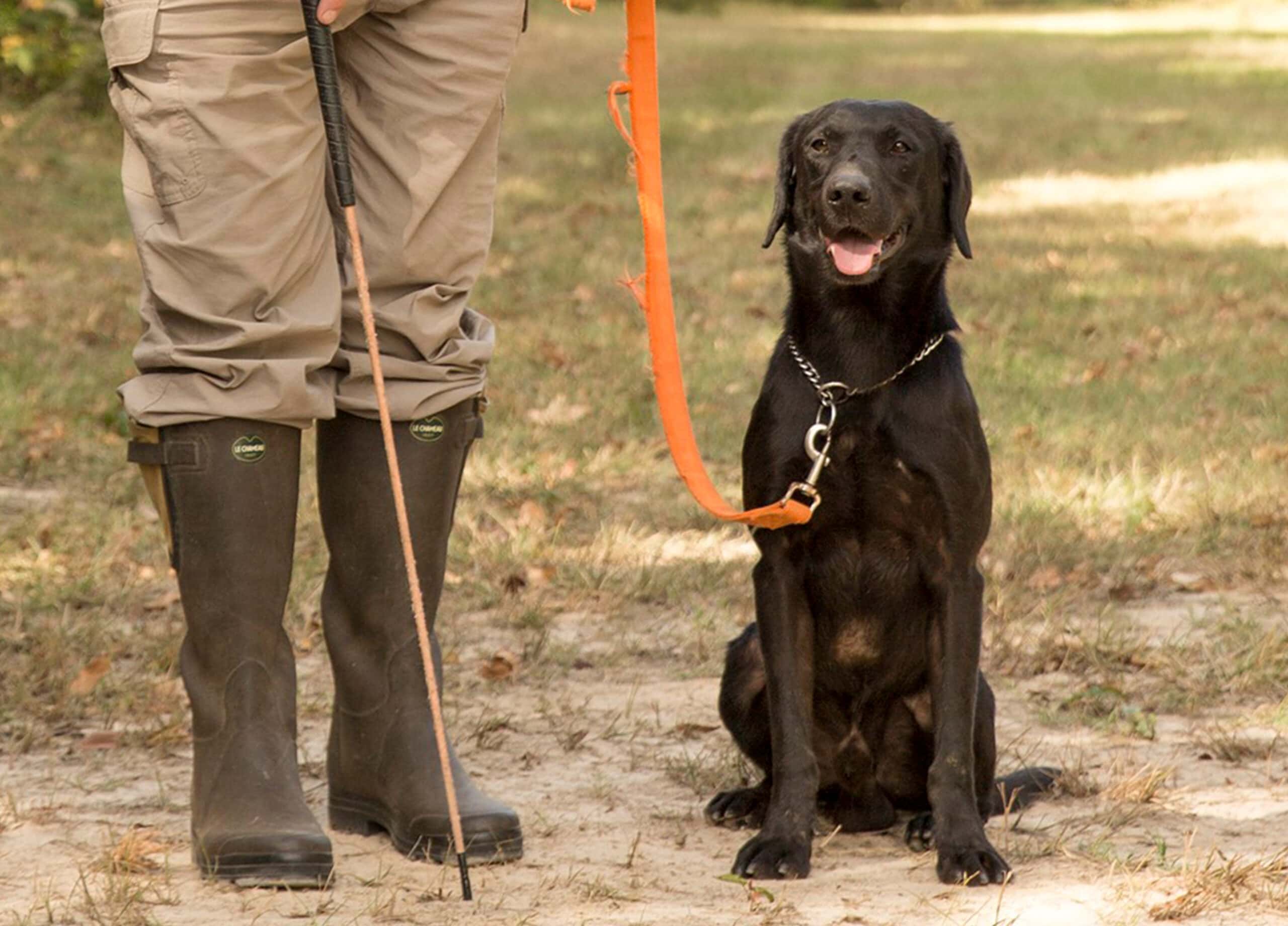 Gundog Training The Heeling Stick Mossy Oak Gamekeeper