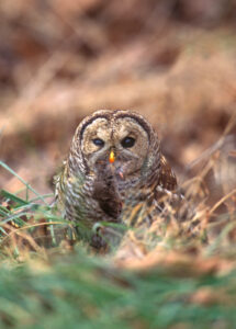 Barred Owl with mouse