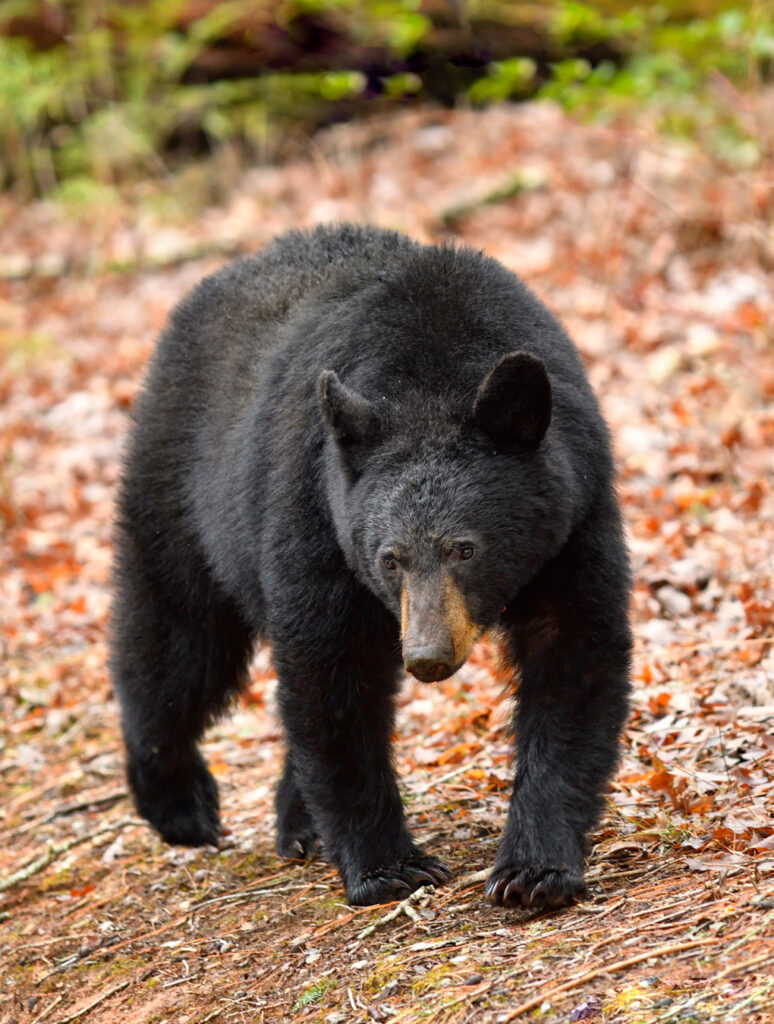 Species Profile: Black Bear | Mossy Oak Gamekeeper