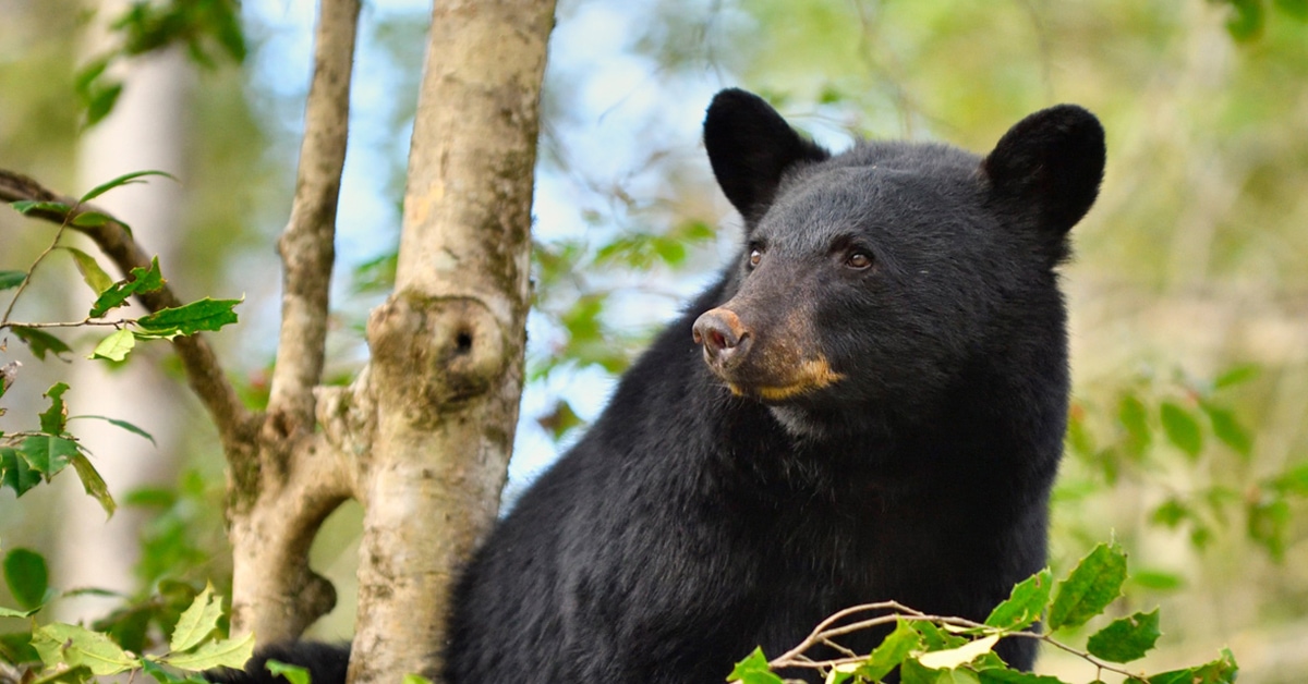 Species Profile: Black Bear | Mossy Oak Gamekeeper