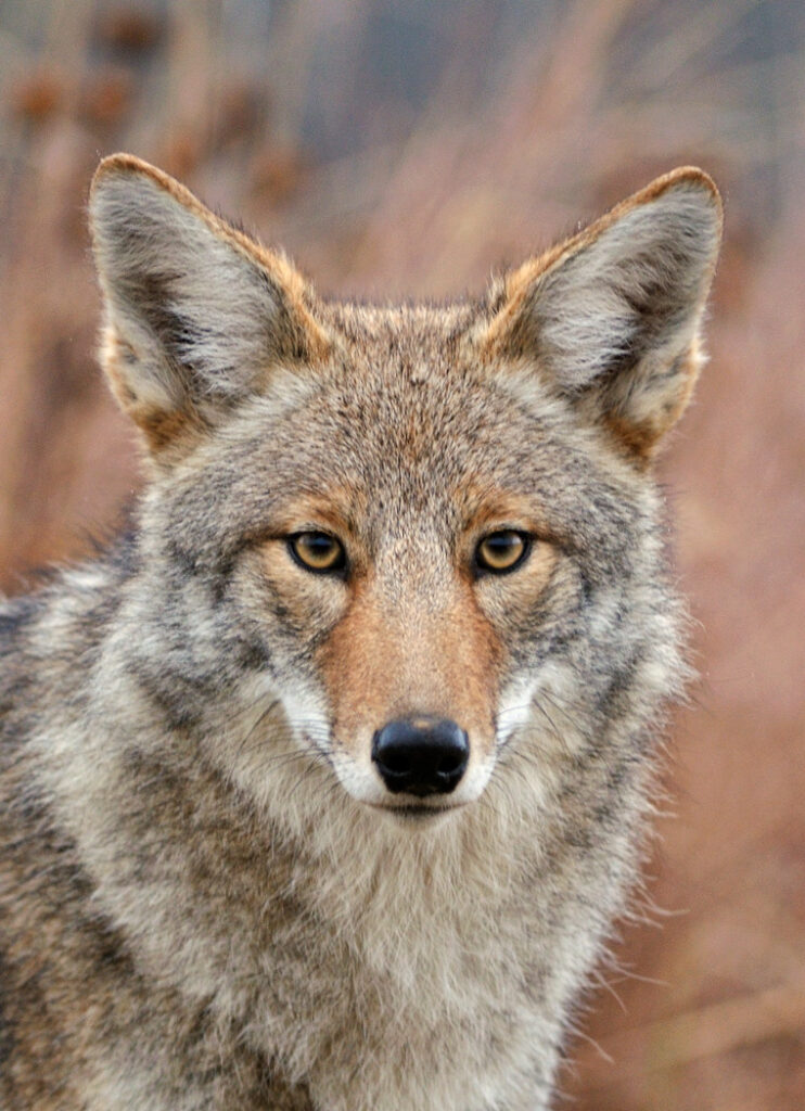 Species Profile: Coyote | Mossy Oak Gamekeeper