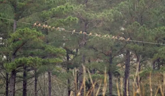 doves-on-a-wire