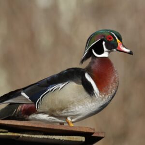 The Conservation of The Wood Duck | The GameKeepers of Mossy Oak (2021 season)