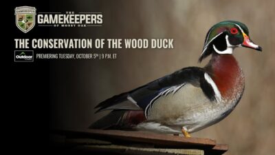 The Conservation of The Wood Duck