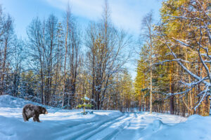 bear-in-winter