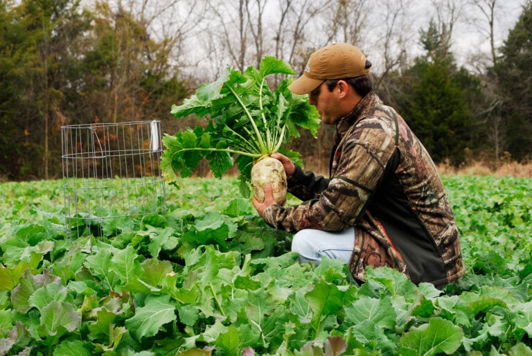 Fall Food Plot Options Mossy Oak Gamekeeper