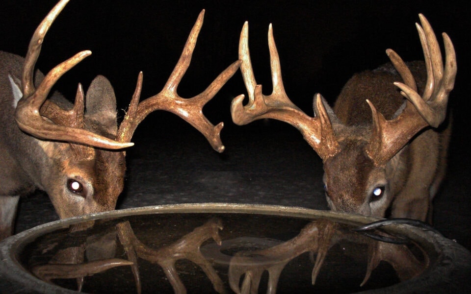 Trail Camera Basics It's Up To You Mossy Oak Gamekeeper