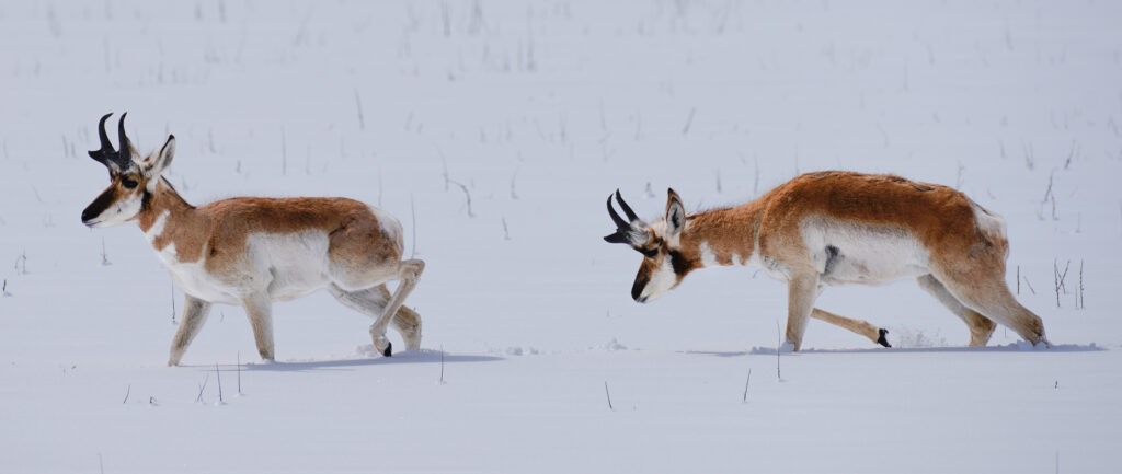 pronghorn-in-snow