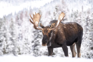 winter-survival-moose
