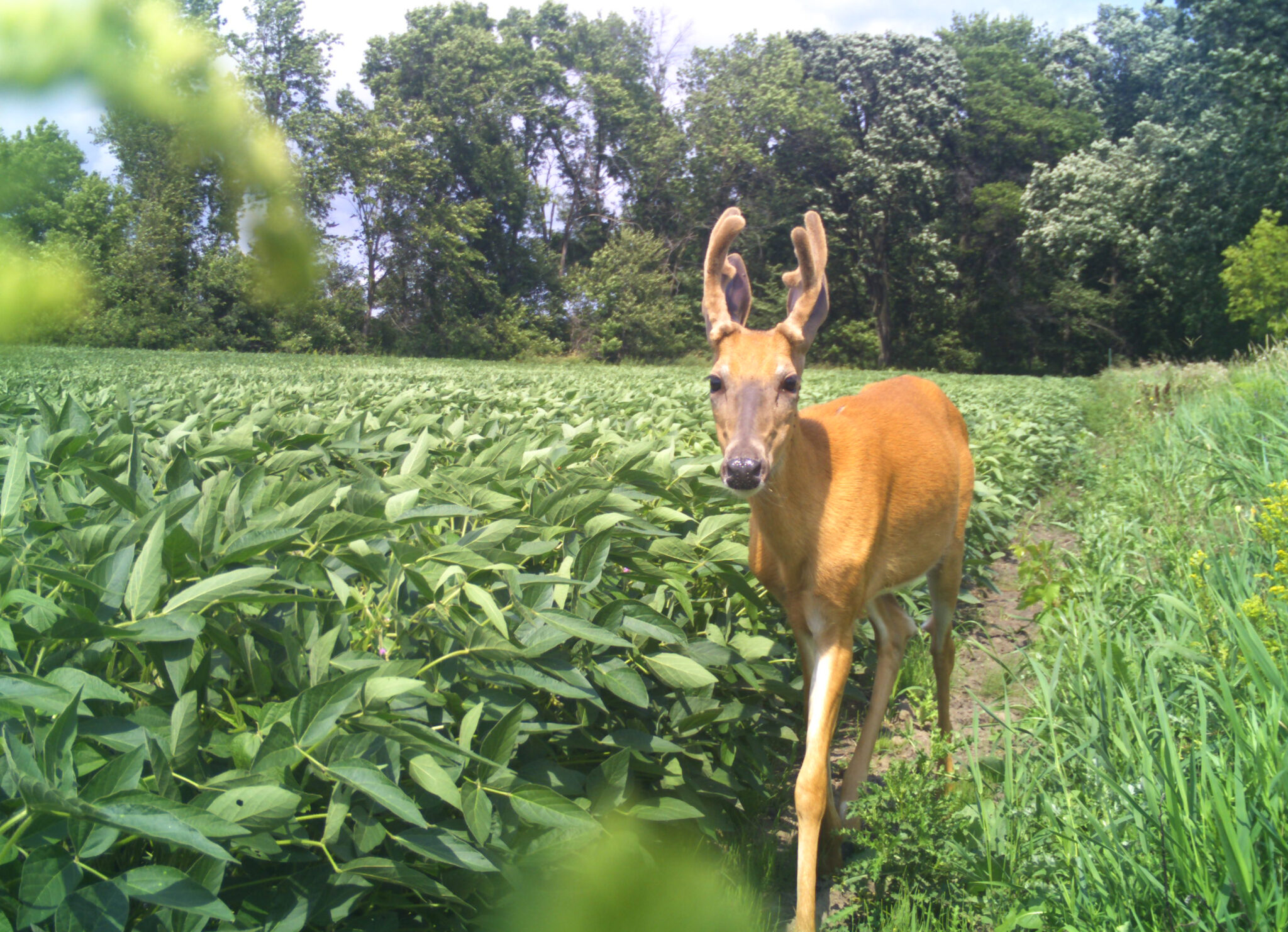 THE GAMEKEEPERS OF MOSSY OAK PLANTING SOYBEANS FOR DEER BY AUSTIN