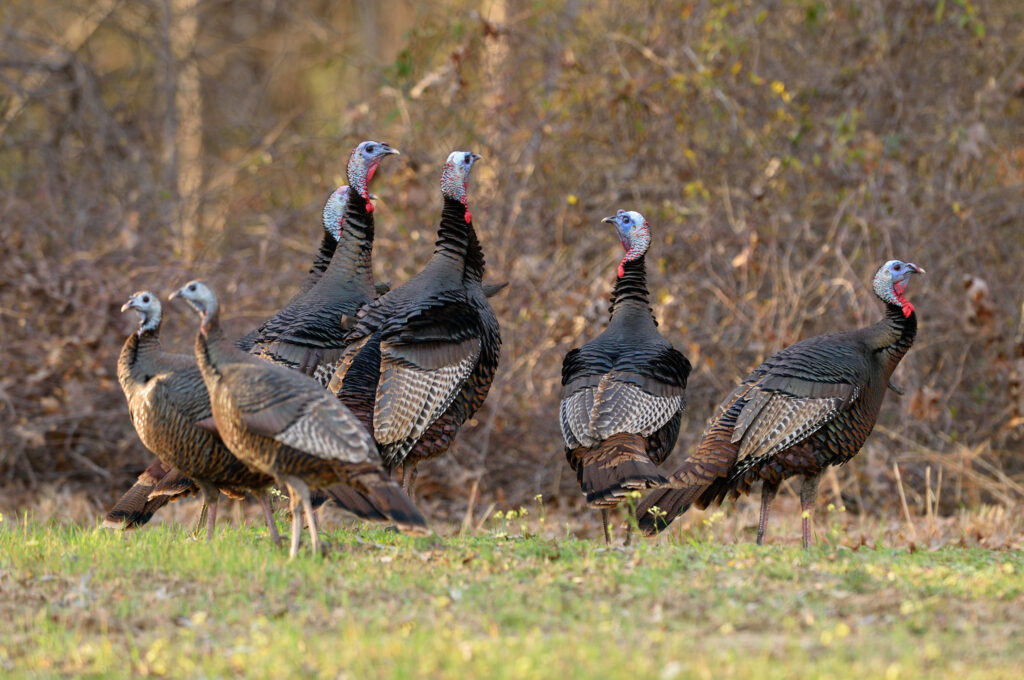 turkey-winter-flock