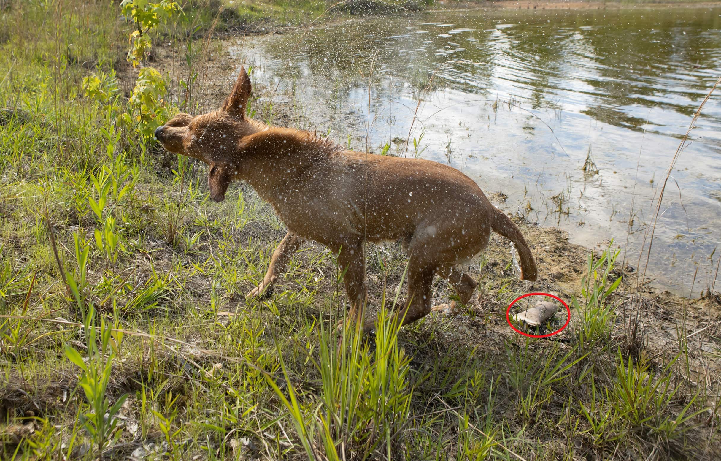 Retriever Training: Correcting Major Hold Issues | Mossy Oak Gamekeeper