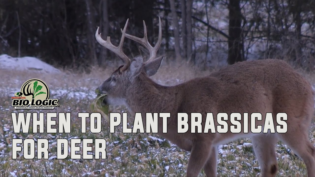 When to Plant Brassicas for Deer Mossy Oak Gamekeeper