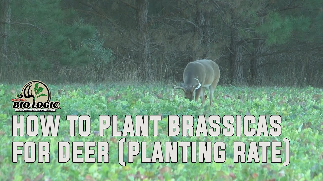 How to Plant Brassicas for Deer (Planting Rate) Mossy Oak Gamekeeper