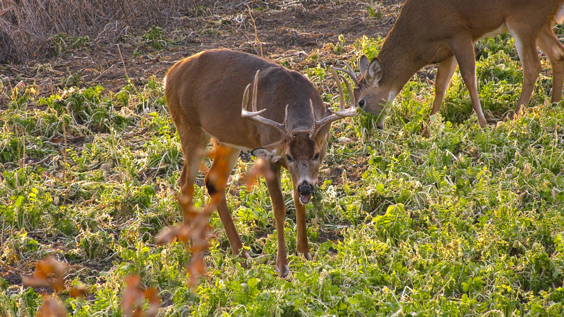 Brassicas for Whitetail Deer The BioLogic Difference Mossy Oak
