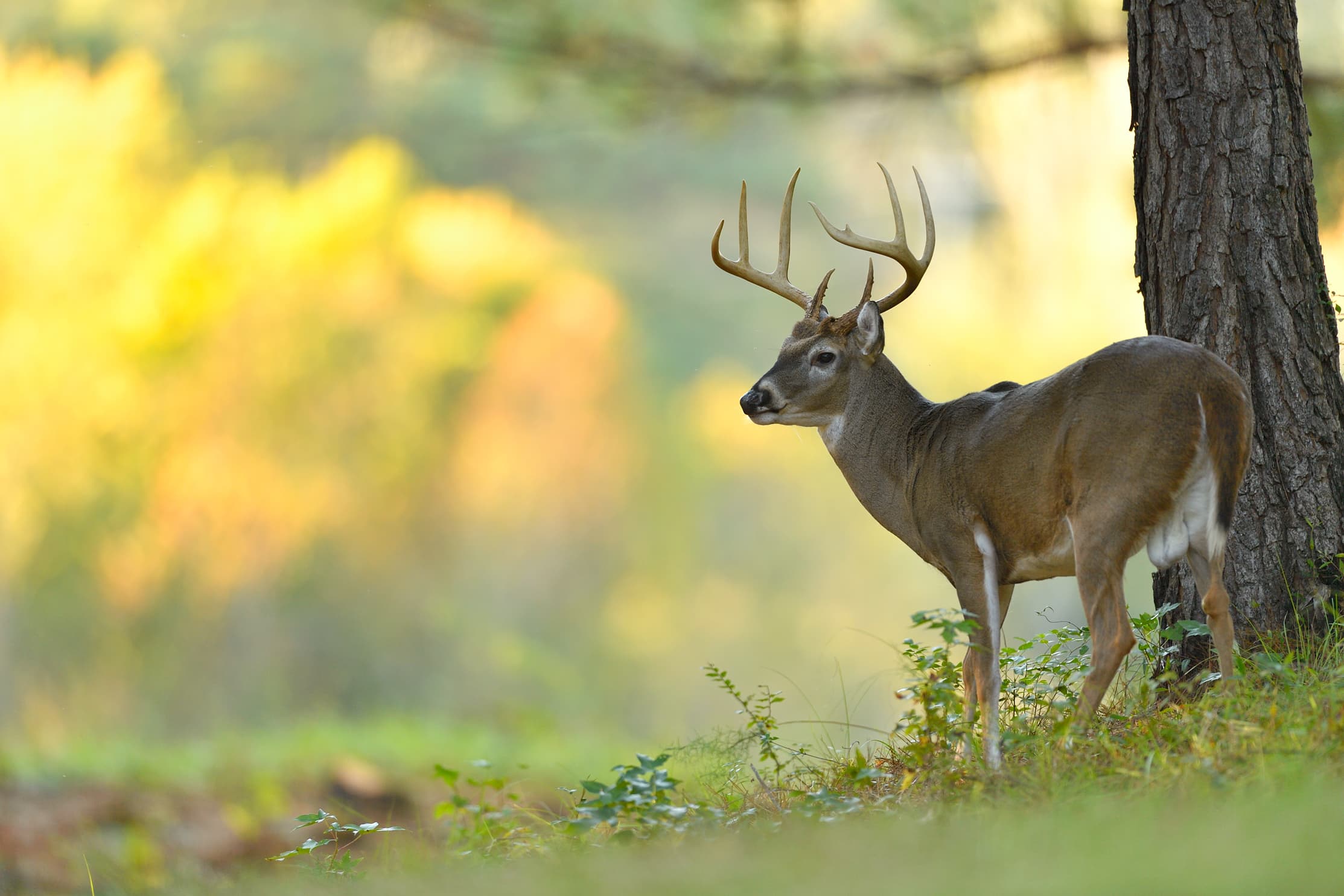 Aging Deer Using Jawbone Analysis Mossy Oak Gamekeeper 3754